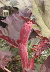 Japanese rhubarb Rheum.
